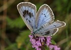 Záchrana motýla Modráska černoskvrnného v České republice