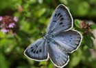 Záchrana motýla Modráska černoskvrnného v České republice